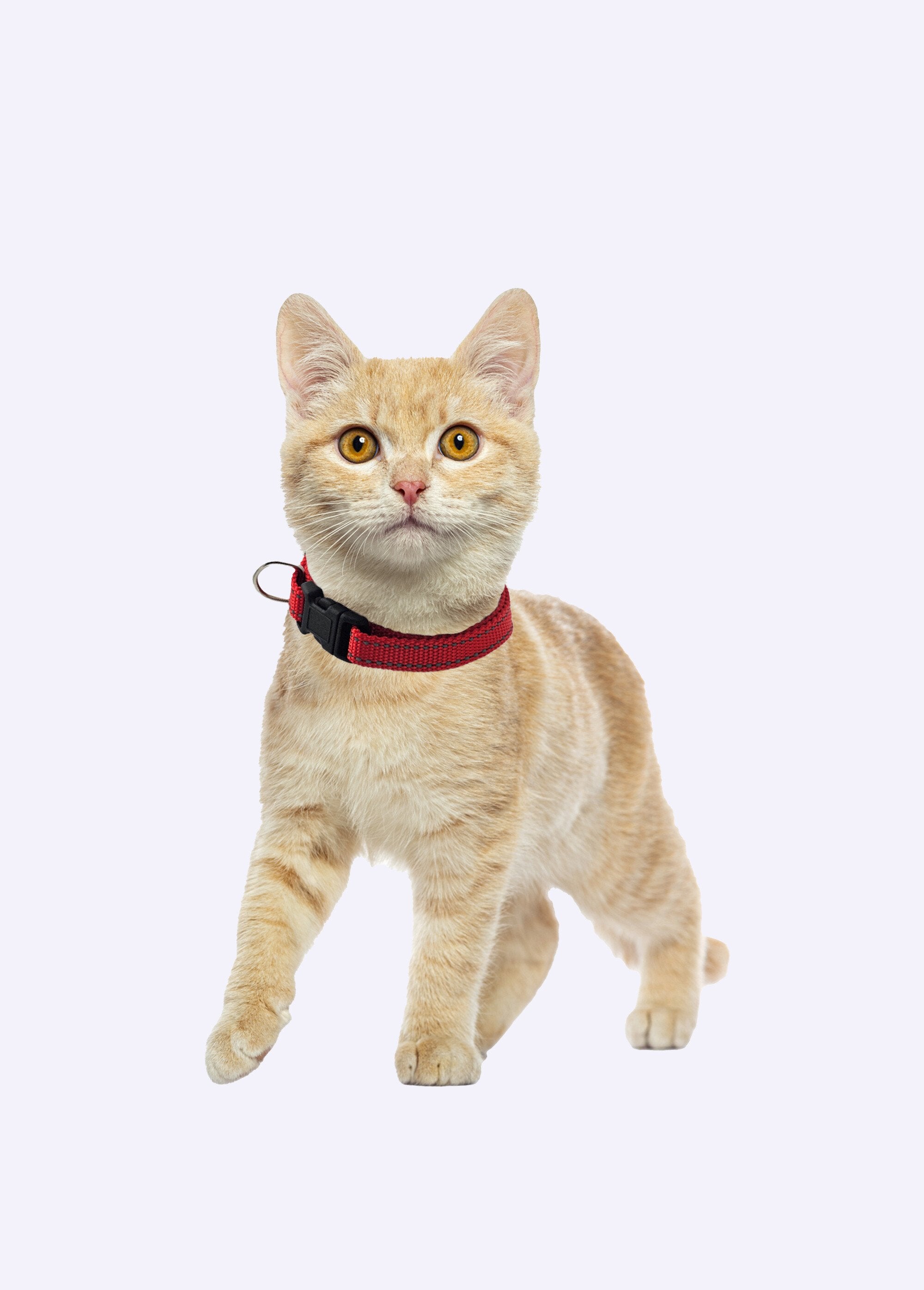 Collar_reflectante_para_mascotas_Rojo_DE1_slim